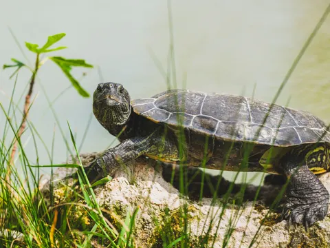 Swimming Turtle 4K Wallpaper · underwater · 3840×2880