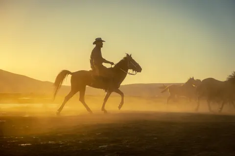 Horse 4K Wallpaper · animals · 3840×2560