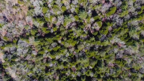 والپیپر جنگل هوایی با کیفیت 4K · aerial · 3840×2160