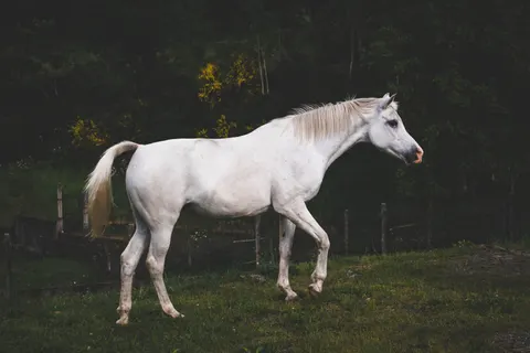 Horse 4K Wallpaper · animals · 3840×2560