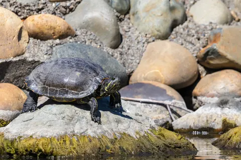 Swimming Turtle 4K Wallpaper · underwater · 3840×2560