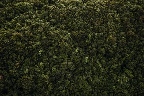 Aerial Forest 4K Wallpaper · aerial · 3840×2563
