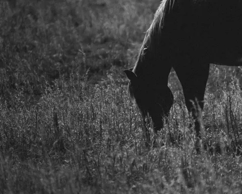 Horse 4K Wallpaper · animals · 3840×3072