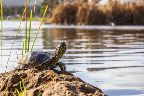 Swimming Turtle 4K Wallpaper · underwater · 3840×2560