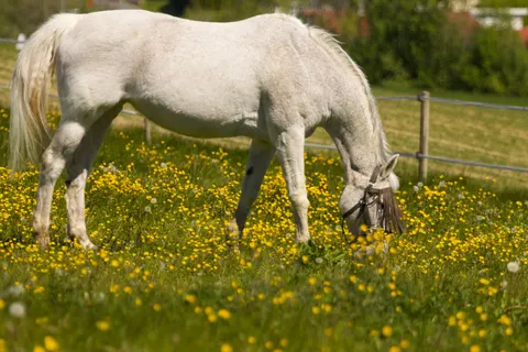 Horse 4K Wallpaper · animals · 3840×2560