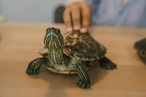 Fond d'écran Tortue qui nage 4K · underwater · 3840×2560