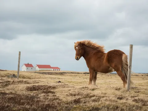 Horse 4K Wallpaper · animals · 3840×2880