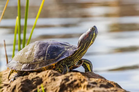 Swimming Turtle 4K Wallpaper · underwater · 3840×2560