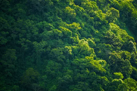 والپیپر جنگل هوایی با کیفیت 4K · aerial · 3840×2560