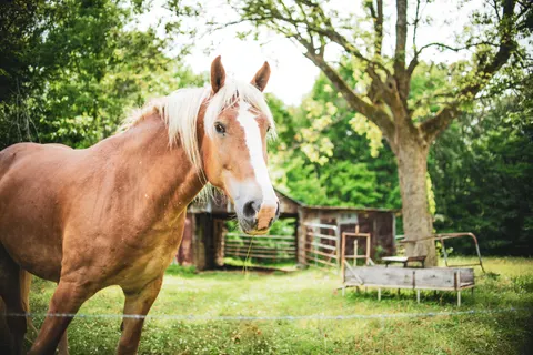 Horse 4K Wallpaper · animals · 3840×2560