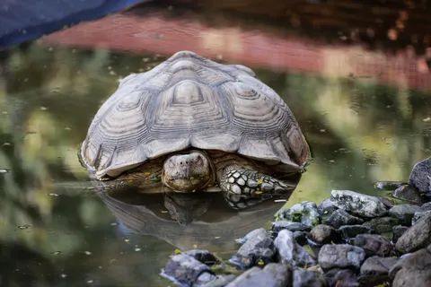 Swimming Turtle 4K Wallpaper · underwater · 3840×2561