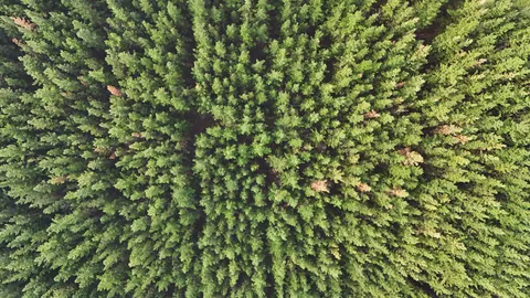 Aerial Forest 4K Wallpaper · aerial · 3840×2160