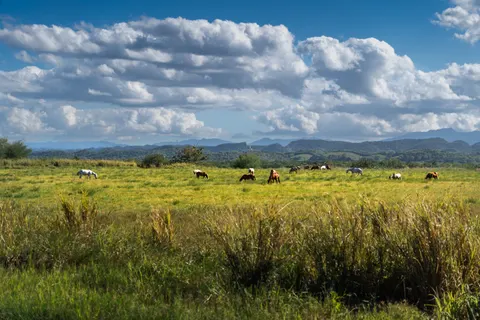 Horse 4K Wallpaper · animals · 3840×2560