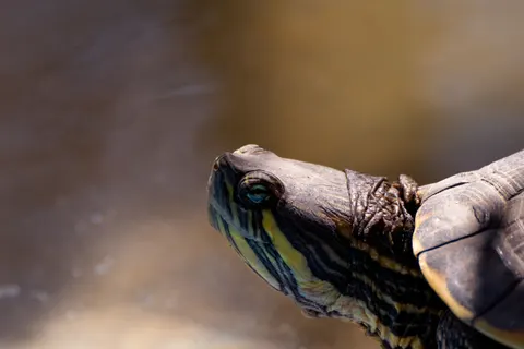 Swimming Turtle 4K Wallpaper · underwater · 3840×2560