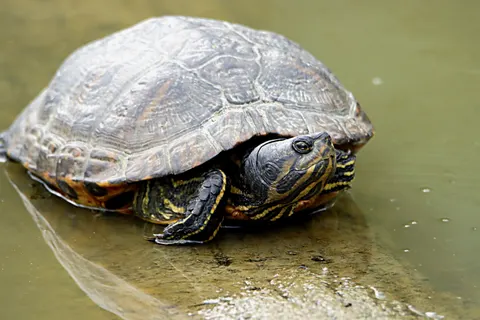 Swimming Turtle 4K Wallpaper · underwater · 3840×2560
