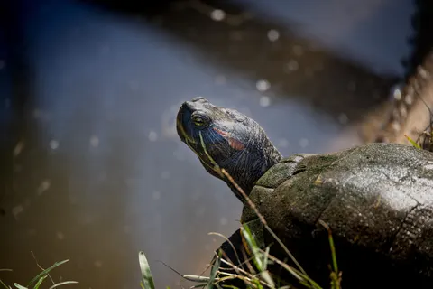 Fond d'écran Tortue qui nage 4K · underwater · 3840×2561