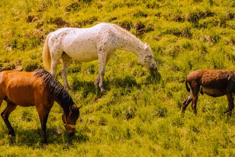 Horse 4K Wallpaper · animals · 3840×2560