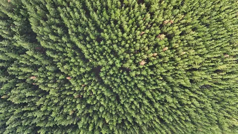 Aerial Forest 4K Wallpaper · aerial · 3840×2160
