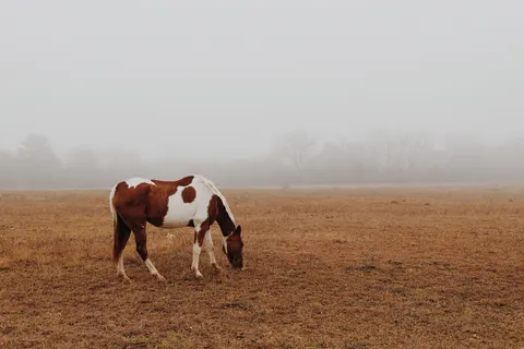 Обои Лошадь 4K · animals · 3840×2560