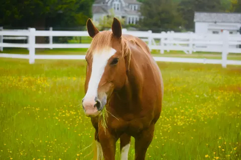 Fond d'écran Cheval 4K · animals · 3840×2560
