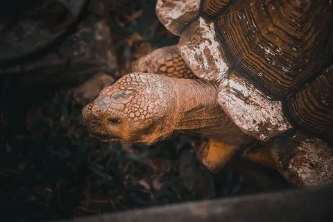 Swimming Turtle 4K Wallpaper · underwater · 3840×2560