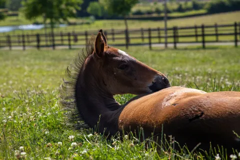 Horse 4K Wallpaper · animals · 3840×2560