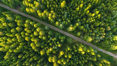 Aerial Forest 4K Wallpaper · aerial · 3840×2160