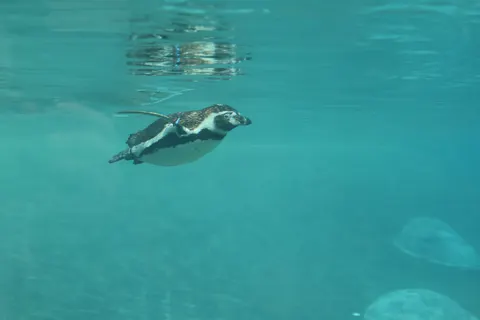 Swimming Turtle 4K Wallpaper · underwater · 3840×2560