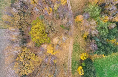خلفية الغابة من الجو بدقة 4K · aerial · 3840×2514