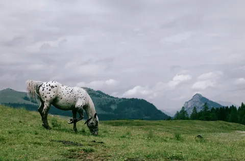 Horse 4K Wallpaper · animals · 3840×2535