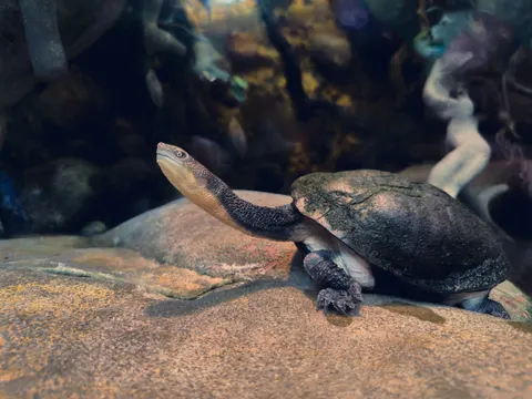 Swimming Turtle 4K Wallpaper · underwater · 3840×2880