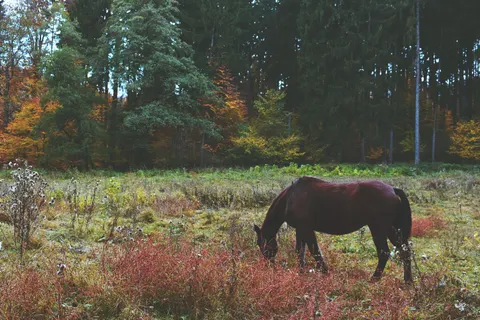 Horse 4K Wallpaper · animals · 3840×2560