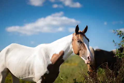 Horse 4K Wallpaper · animals · 3840×2560