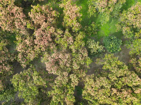 空撮の森林 4K壁紙 · aerial · 3840×2880