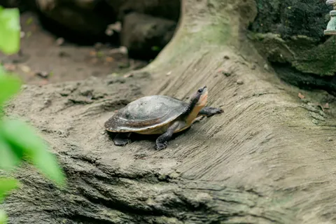 Swimming Turtle 4K Wallpaper · underwater · 3840×2560