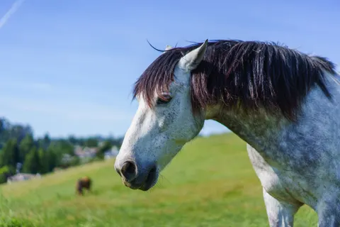 Horse 4K Wallpaper · animals · 3840×2560