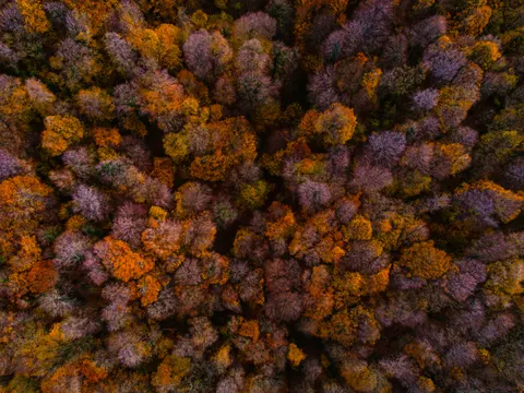 Aerial Forest 4K Wallpaper · aerial · 3840×2880