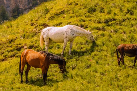 Horse 4K Wallpaper · animals · 3840×2560