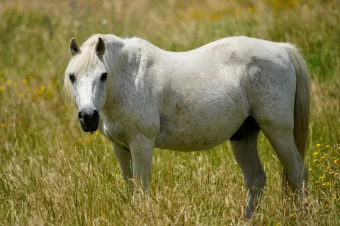Horse 4K Wallpaper · animals · 3840×2560