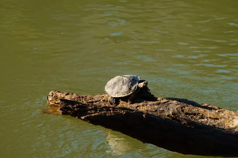 Swimming Turtle 4K Wallpaper · underwater · 3840×2560