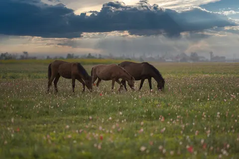 Pferd 4K Hintergrundbild · animals · 3840×2560