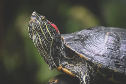 Swimming Turtle 4K Wallpaper · underwater · 3840×2560