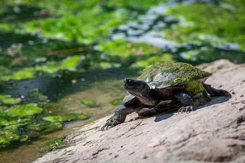 Fond d'écran Tortue qui nage 4K · underwater · 3840×2563