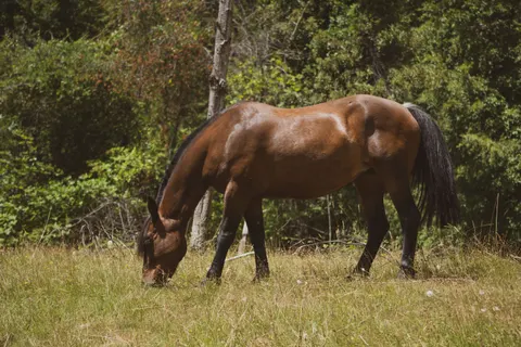 Horse 4K Wallpaper · animals · 3840×2560
