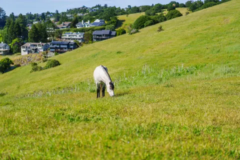 Horse 4K Wallpaper · animals · 3840×2560