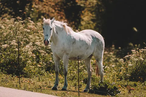 Horse 4K Wallpaper · animals · 3840×2561