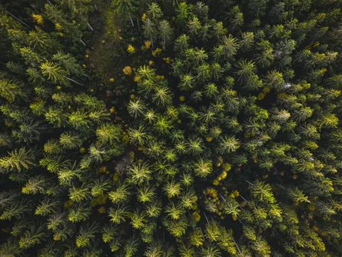 Aerial Forest 4K Wallpaper · aerial · 3840×2880