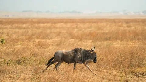 Horse 4K Wallpaper · animals · 3840×2159