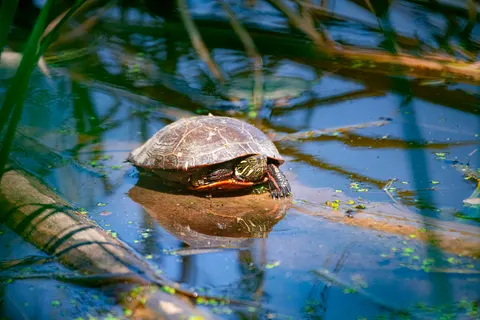 Fond d'écran Tortue qui nage 4K · underwater · 3840×2563