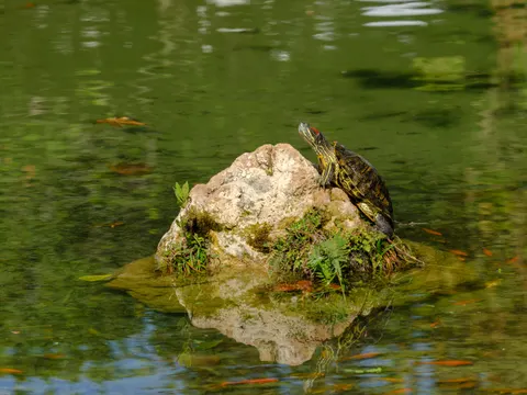 Swimming Turtle 4K Wallpaper · underwater · 3840×2880